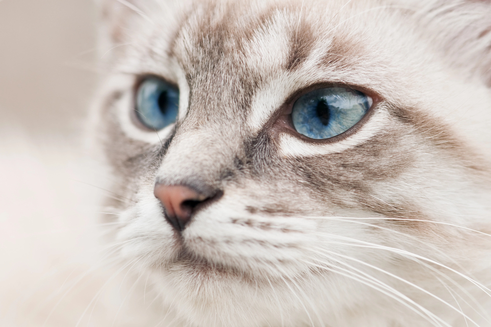 Depositphotos