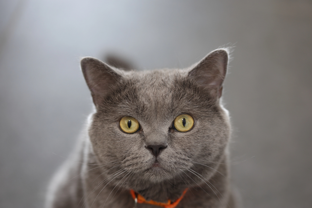 Depositphotos