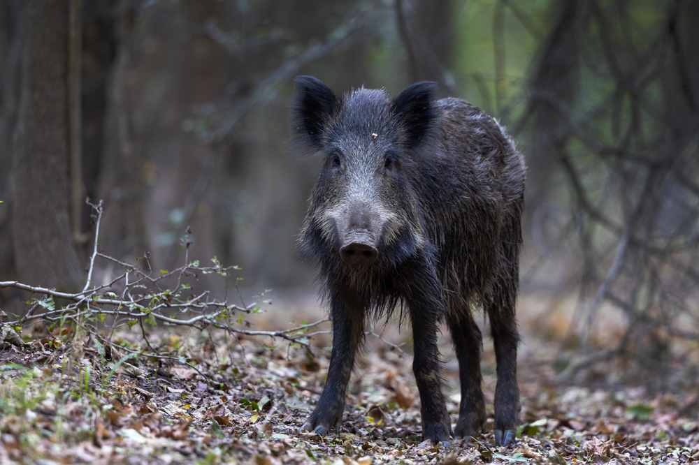 Depositphotos