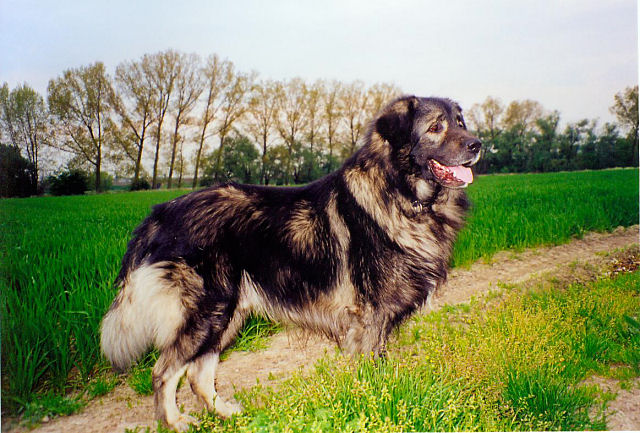 Urok, CC BY-SA 3.0 via Wikimedia Commons