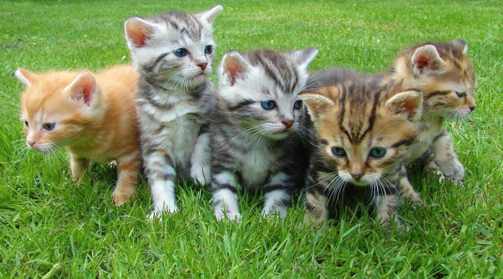 Topp 7 ting katter kan forutsi – ifølge forskning