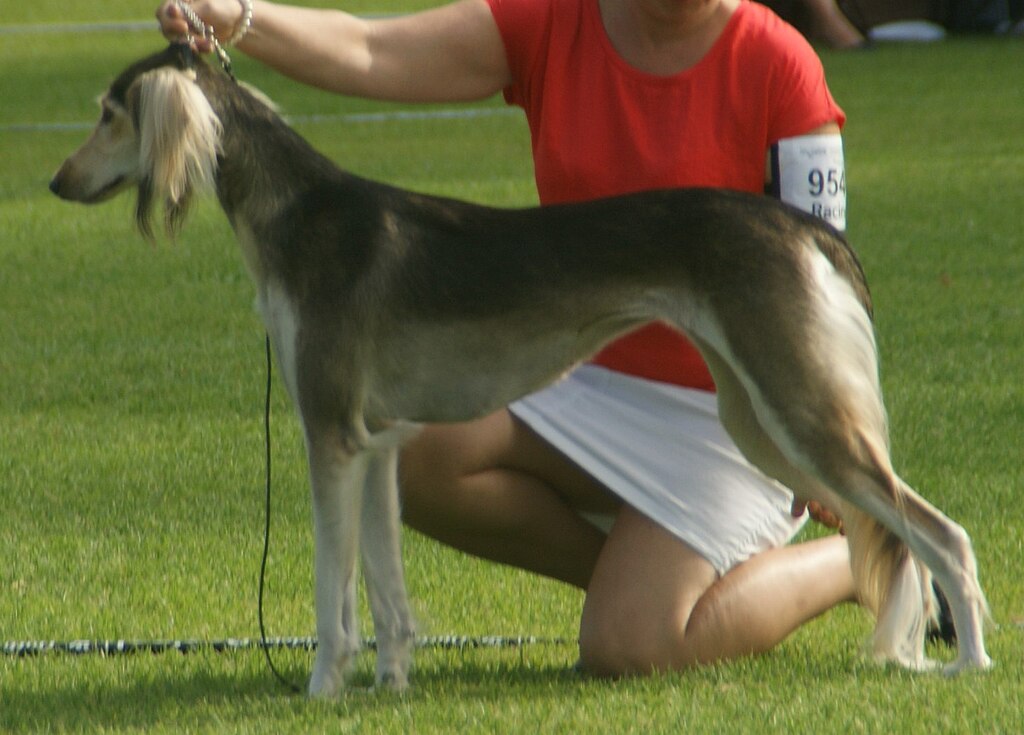 7 ting du ikke visste om: Saluki