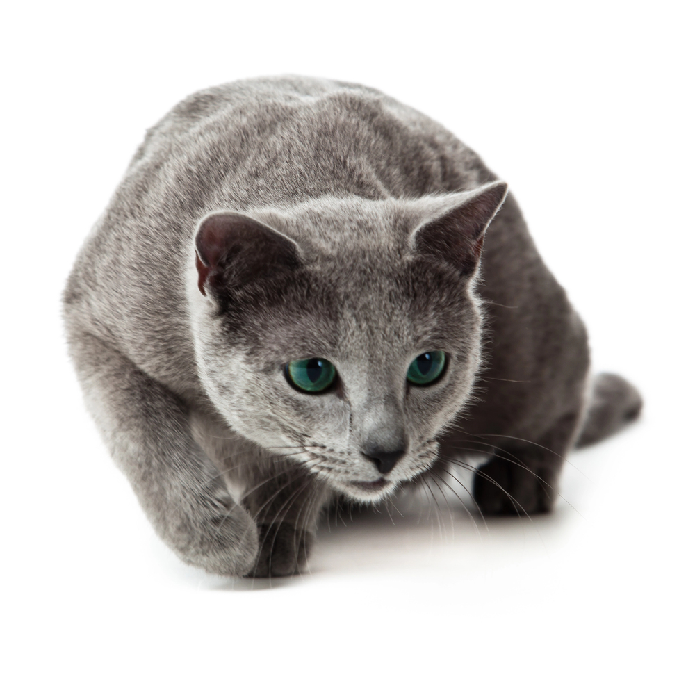 7 ting du ikke visste om Russian Blue-katten