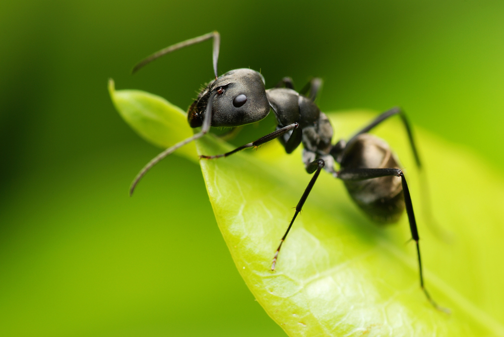 7 insekter du kan spise – og hvorfor det faktisk gir mening