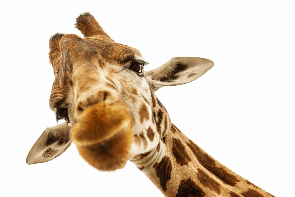 Depositphotos