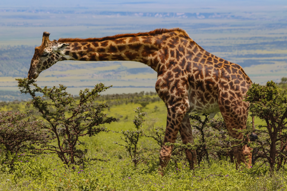 Depositphotos