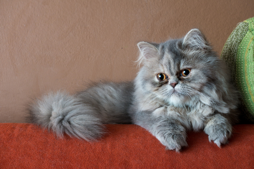 Depositphotos