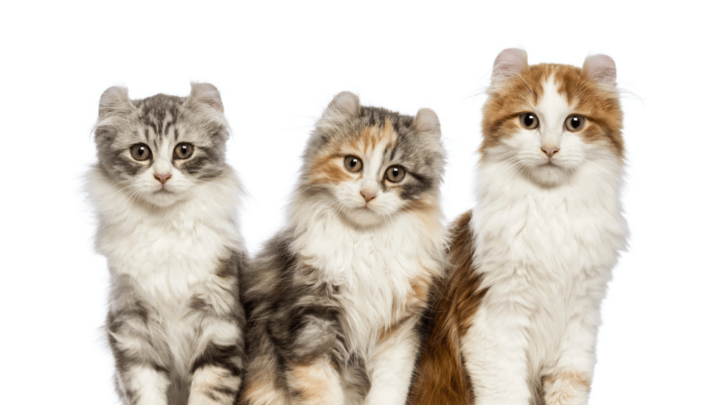 7 ting du ikke visste om American Curl